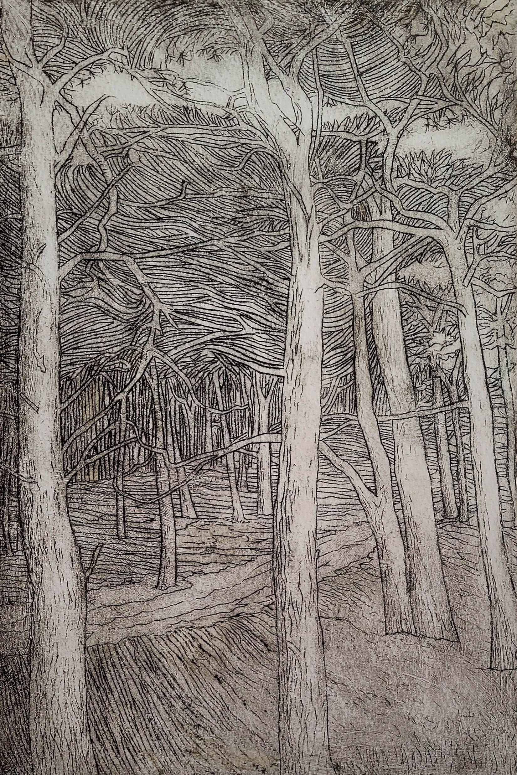 Royston Woods, New Forest 1